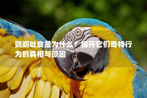鹦鹉吐食是为什么？揭开它们奇特行为的真相与原因