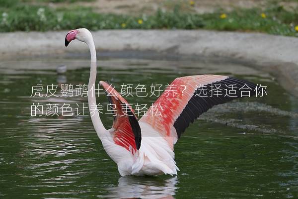 虎皮鹦鹉什么颜色好养？选择适合你的颜色让养鸟更轻松