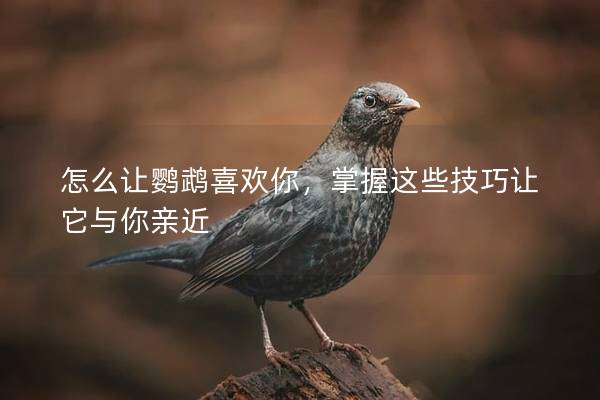 怎么让鹦鹉喜欢你，掌握这些技巧让它与你亲近