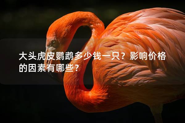 大头虎皮鹦鹉多少钱一只？影响价格的因素有哪些？