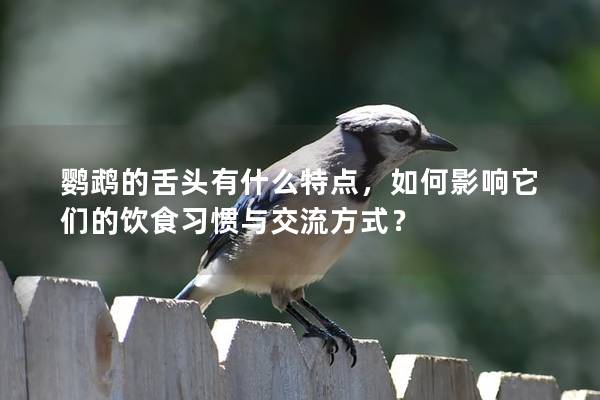 鹦鹉的舌头有什么特点，如何影响它们的饮食习惯与交流方式？