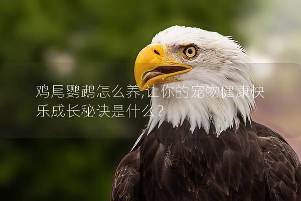 鸡尾鹦鹉怎么养,让你的宠物健康快乐成长秘诀是什么？