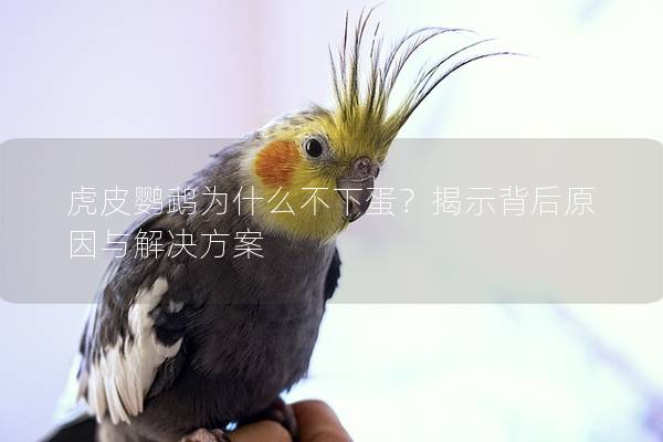 虎皮鹦鹉为什么不下蛋？揭示背后原因与解决方案