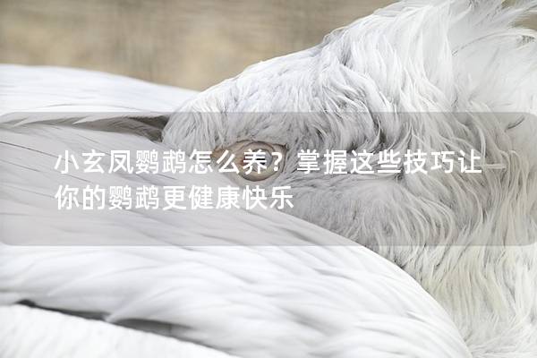 小玄凤鹦鹉怎么养？掌握这些技巧让你的鹦鹉更健康快乐