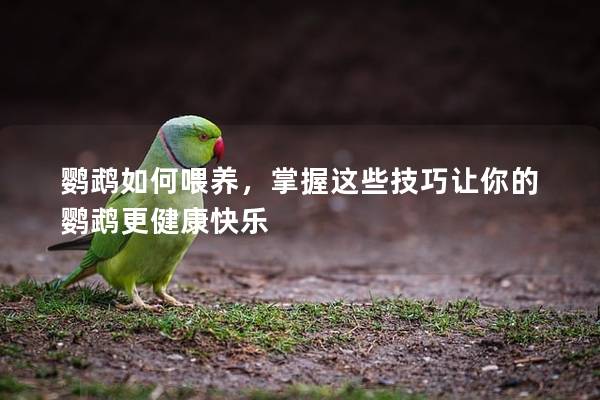 鹦鹉如何喂养，掌握这些技巧让你的鹦鹉更健康快乐