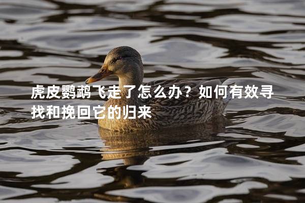 虎皮鹦鹉飞走了怎么办？如何有效寻找和挽回它的归来