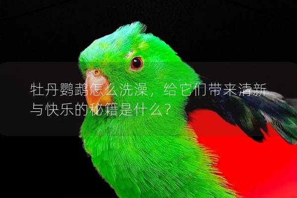 牡丹鹦鹉怎么洗澡，给它们带来清新与快乐的秘籍是什么？