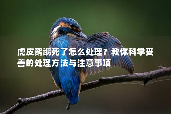 虎皮鹦鹉死了怎么处理？教你科学妥善的处理方法与注意事项