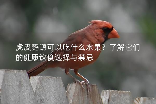 虎皮鹦鹉可以吃什么水果？了解它们的健康饮食选择与禁忌