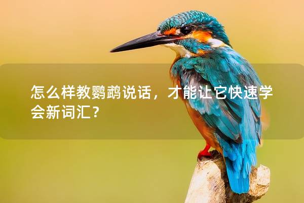 怎么样教鹦鹉说话，才能让它快速学会新词汇？