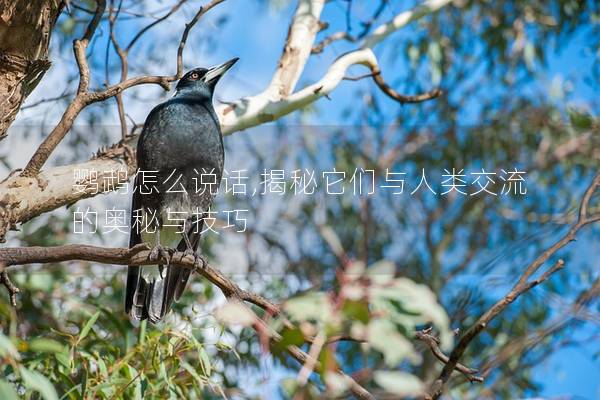 鹦鹉怎么说话,揭秘它们与人类交流的奥秘与技巧