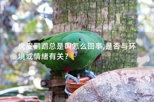 虎皮鹦鹉总是叫怎么回事,是否与环境或情绪有关？
