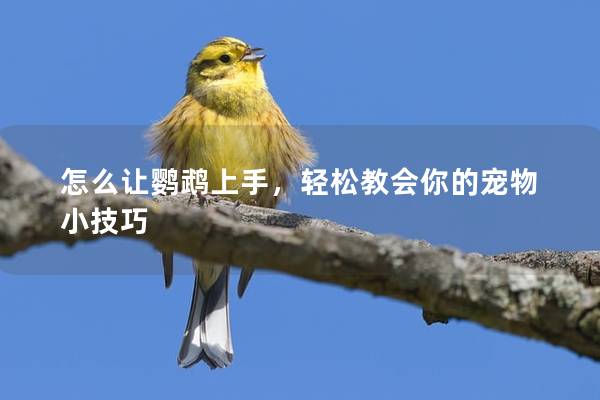 怎么让鹦鹉上手，轻松教会你的宠物小技巧