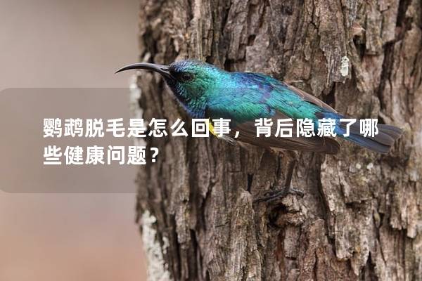 鹦鹉脱毛是怎么回事，背后隐藏了哪些健康问题？