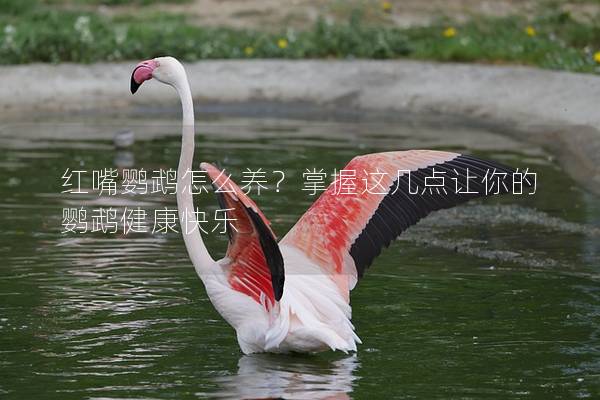 红嘴鹦鹉怎么养？掌握这几点让你的鹦鹉健康快乐