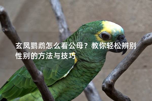 玄凤鹦鹉怎么看公母？教你轻松辨别性别的方法与技巧