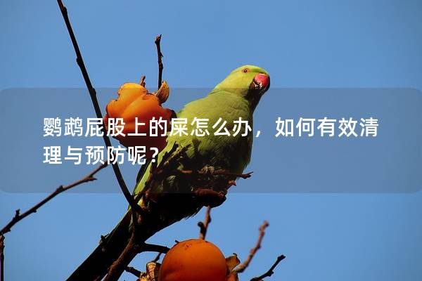 鹦鹉屁股上的屎怎么办，如何有效清理与预防呢？