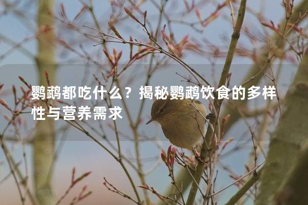 鹦鹉都吃什么？揭秘鹦鹉饮食的多样性与营养需求