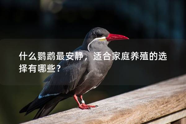 什么鹦鹉最安静，适合家庭养殖的选择有哪些？