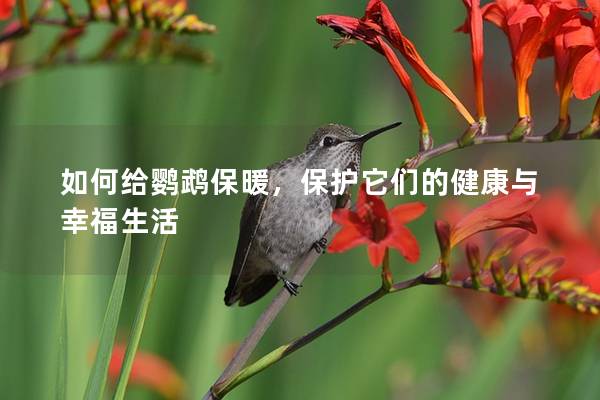 如何给鹦鹉保暖，保护它们的健康与幸福生活