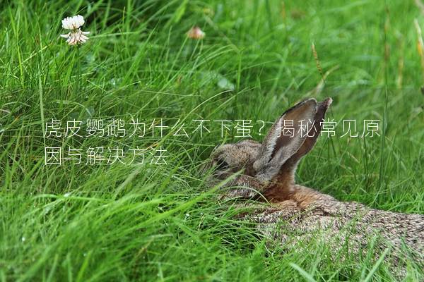 虎皮鹦鹉为什么不下蛋？揭秘常见原因与解决方法