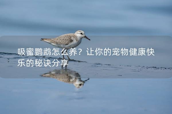 吸蜜鹦鹉怎么养？让你的宠物健康快乐的秘诀分享