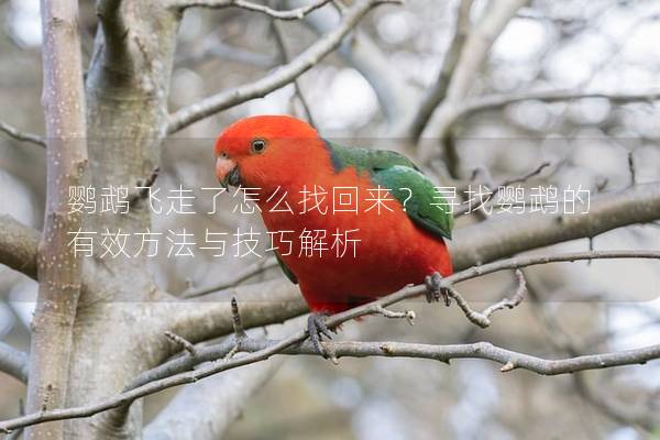 鹦鹉飞走了怎么找回来？寻找鹦鹉的有效方法与技巧解析