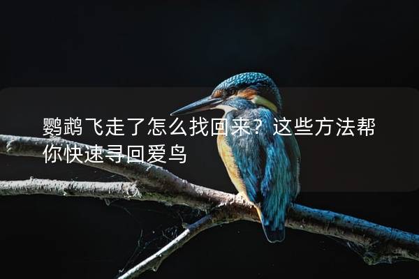 鹦鹉飞走了怎么找回来？这些方法帮你快速寻回爱鸟