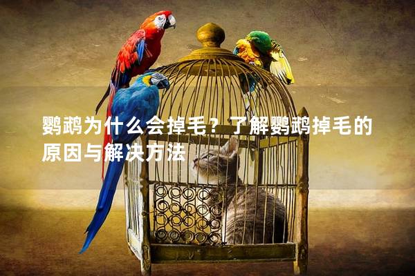 鹦鹉为什么会掉毛？了解鹦鹉掉毛的原因与解决方法