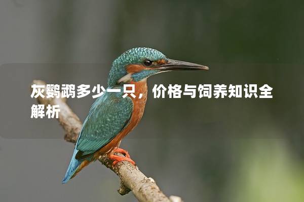 灰鹦鹉多少一只，价格与饲养知识全解析