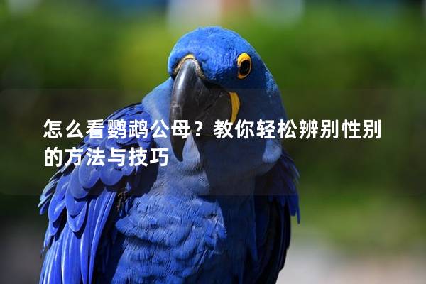 怎么看鹦鹉公母？教你轻松辨别性别的方法与技巧