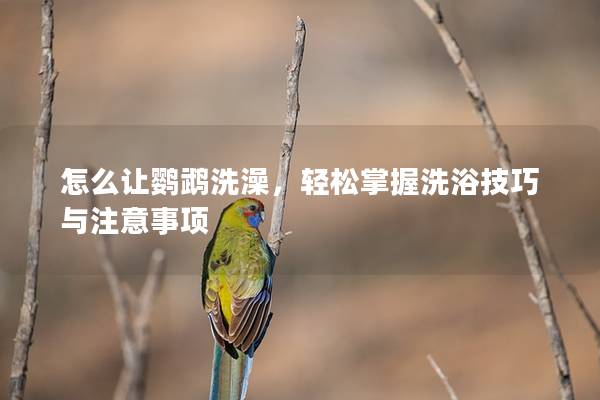 怎么让鹦鹉洗澡，轻松掌握洗浴技巧与注意事项