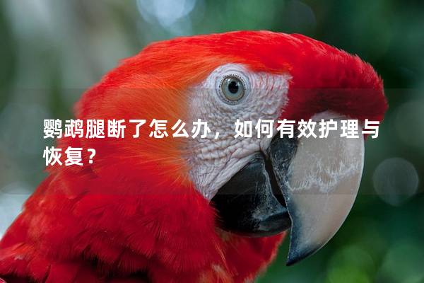 鹦鹉腿断了怎么办，如何有效护理与恢复？