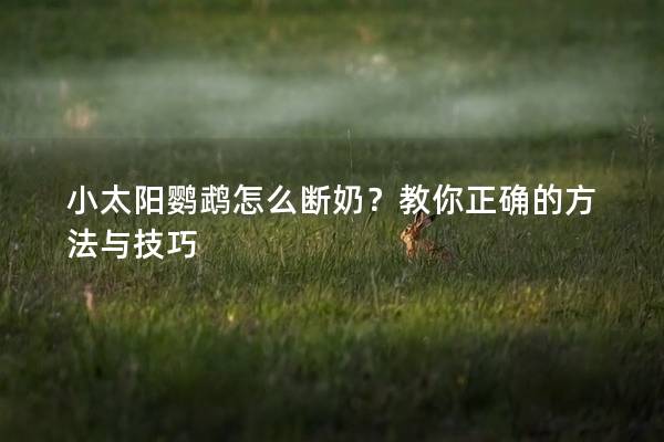 小太阳鹦鹉怎么断奶？教你正确的方法与技巧