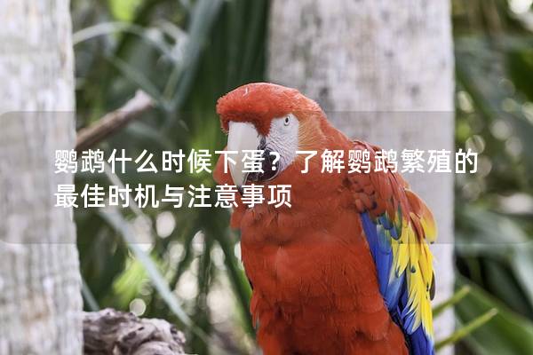 鹦鹉什么时候下蛋？了解鹦鹉繁殖的最佳时机与注意事项
