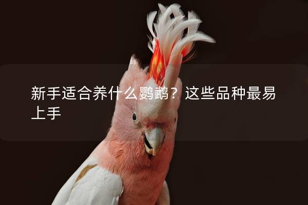 新手适合养什么鹦鹉？这些品种最易上手