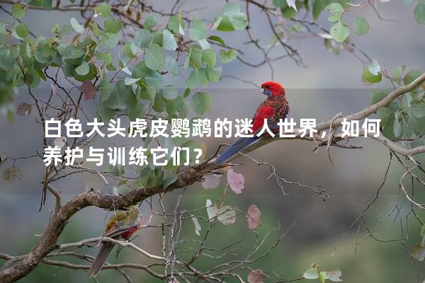白色大头虎皮鹦鹉的迷人世界，如何养护与训练它们？