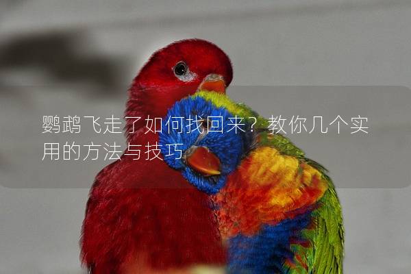 鹦鹉飞走了如何找回来？教你几个实用的方法与技巧