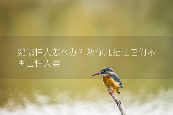 鹦鹉怕人怎么办？教你几招让它们不再害怕人类