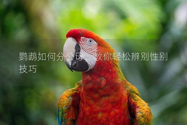 鹦鹉如何分公母，教你轻松辨别性别技巧