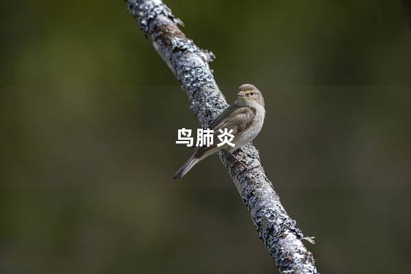 鸟肺炎
