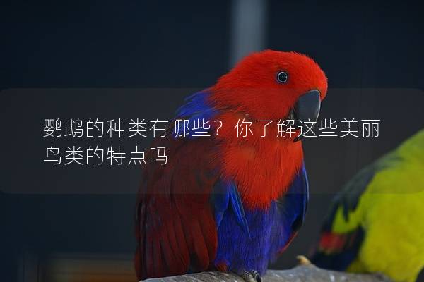 鹦鹉的种类有哪些？你了解这些美丽鸟类的特点吗