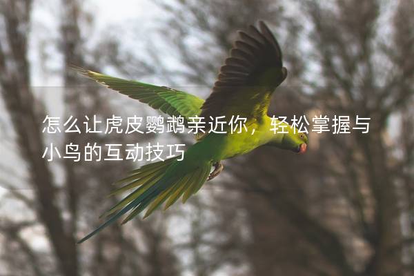 怎么让虎皮鹦鹉亲近你，轻松掌握与小鸟的互动技巧