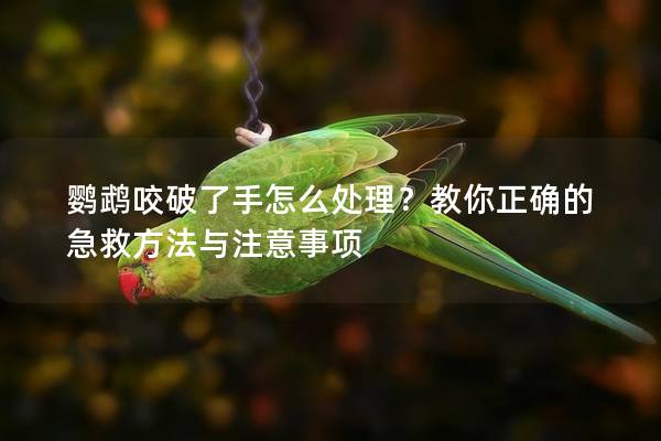 鹦鹉咬破了手怎么处理？教你正确的急救方法与注意事项
