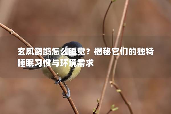 玄凤鹦鹉怎么睡觉？揭秘它们的独特睡眠习惯与环境需求
