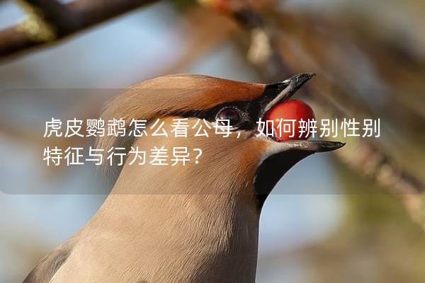 虎皮鹦鹉怎么看公母，如何辨别性别特征与行为差异？