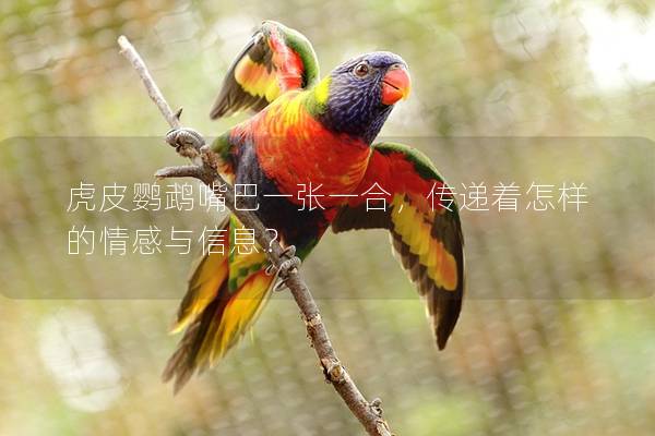 虎皮鹦鹉嘴巴一张一合，传递着怎样的情感与信息？