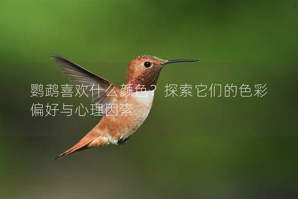 鹦鹉喜欢什么颜色？探索它们的色彩偏好与心理因素