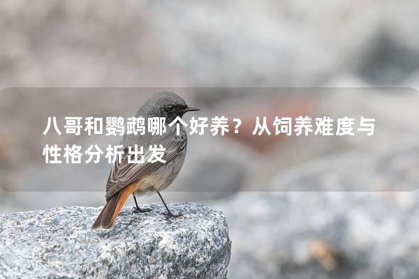 八哥和鹦鹉哪个好养？从饲养难度与性格分析出发
