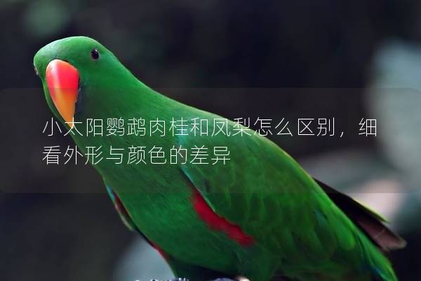 小太阳鹦鹉肉桂和凤梨怎么区别，细看外形与颜色的差异